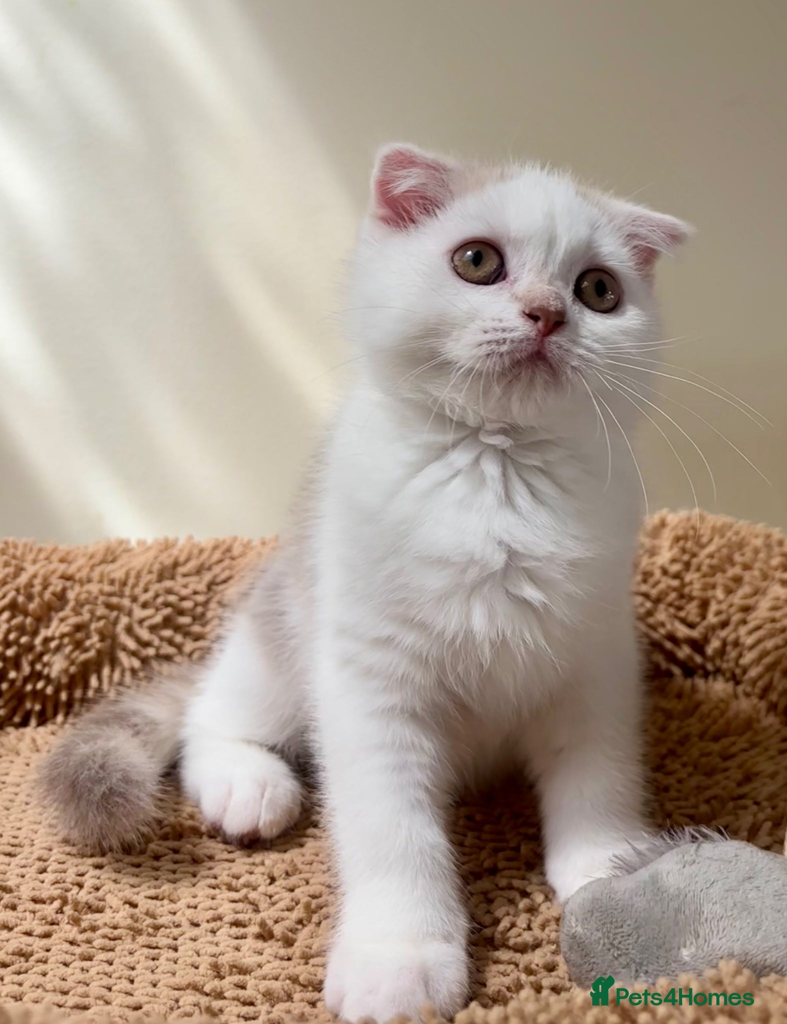 Scottish Fold cats for sale: Pedigree Adorable Scottish Fold Kittens  - Advert 14