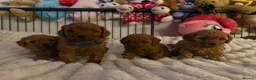 Miniature Poodle dogs for sale: Beautiful Miniature Poodle Puppies 🐾 - Advert 8
