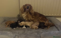 Cockapoo dogs for sale: Stunning F1 Cockapoos from H/Tested KC Parents!! - Image 15