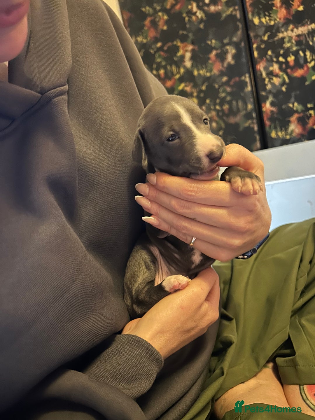 Italian Greyhound dogs for sale: Blue Italian greyhound - Advert 6