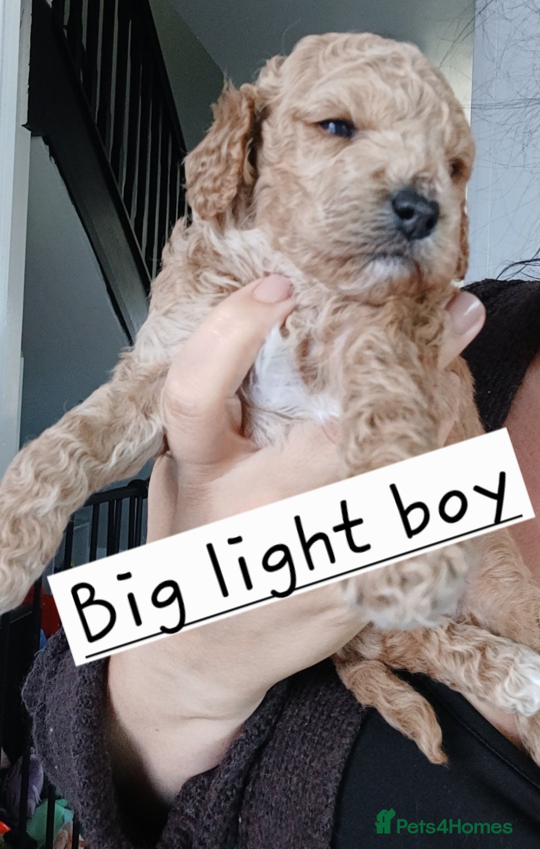 Cockapoo dogs for sale: Beautiful cockapoo puppies  - Image 6