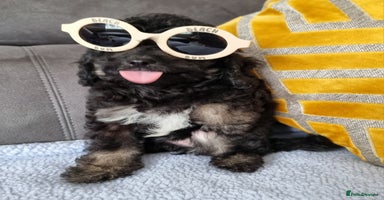Cockapoo dogs - Advert 4