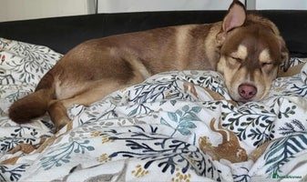 Mixed Breed dogs - Advert 5