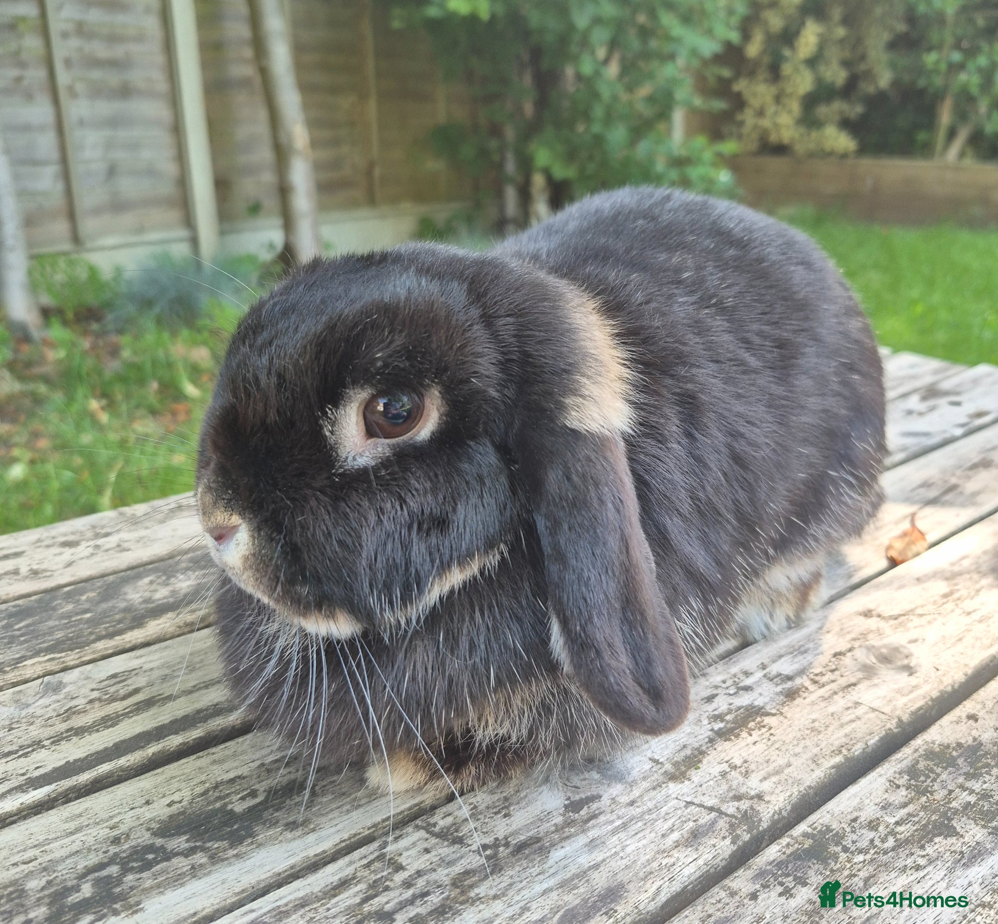 Mini Lop rabbits Mini lop doe - Advert 2
