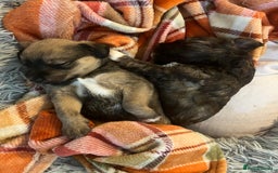 Mixed Breed dogs for sale: Schnackadoodles (Mini Schnauzer X Jackadoodle) - Image 5