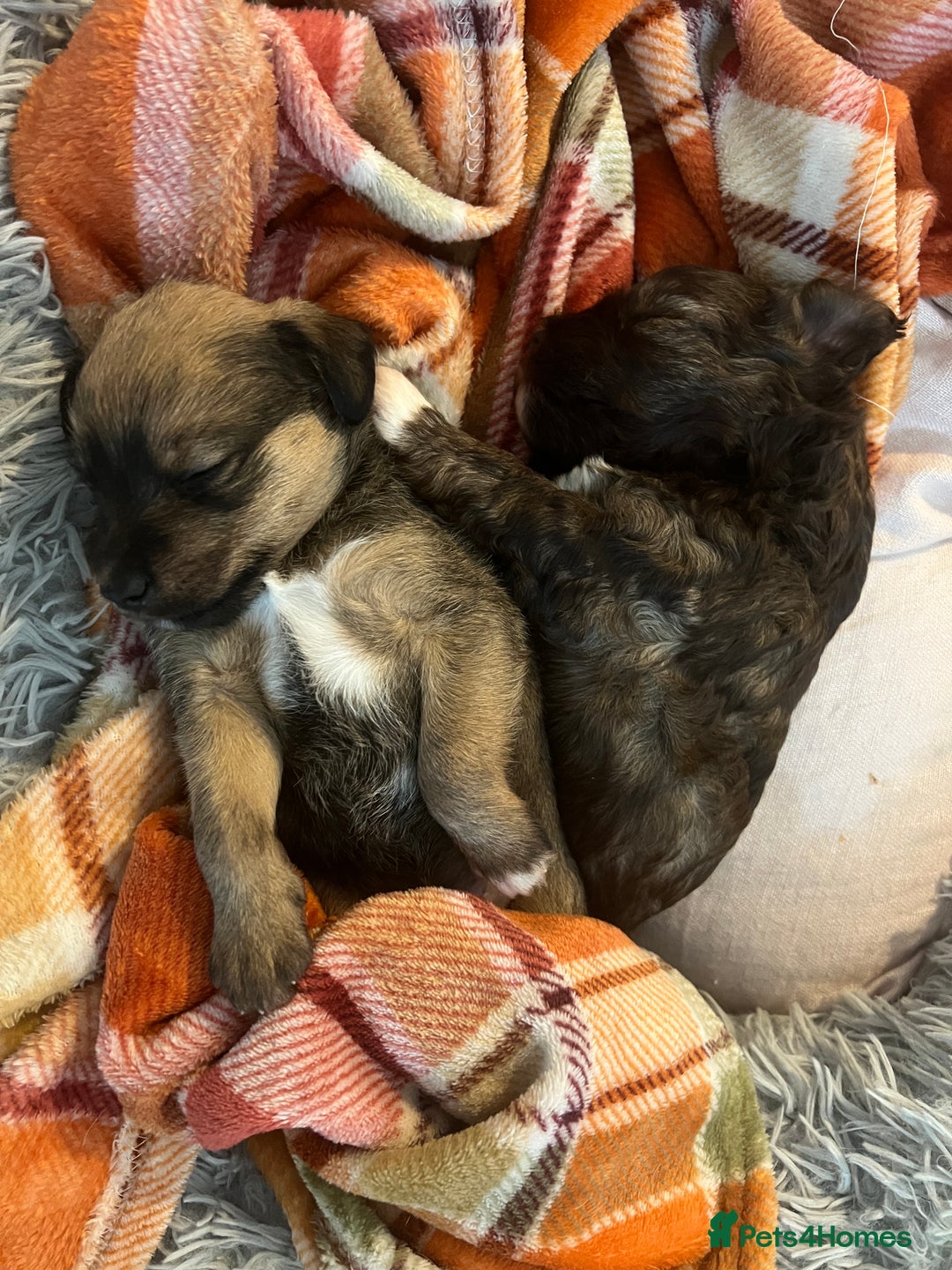 Mixed Breed dogs for sale: Schnackadoodles (Mini Schnauzer X Jackadoodle) - Image 5