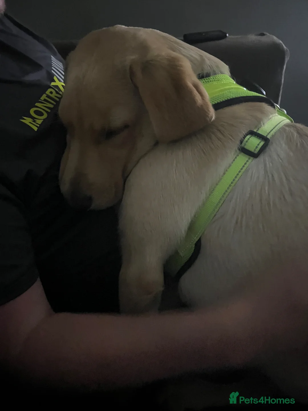 Labrador Retriever dogs for sale: 7 month old Labrador retriever  - Advert 2
