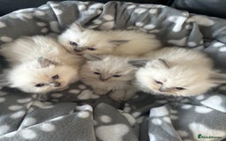 Ragdoll cats for sale: Beautiful Ragdoll kittens  - Image 10