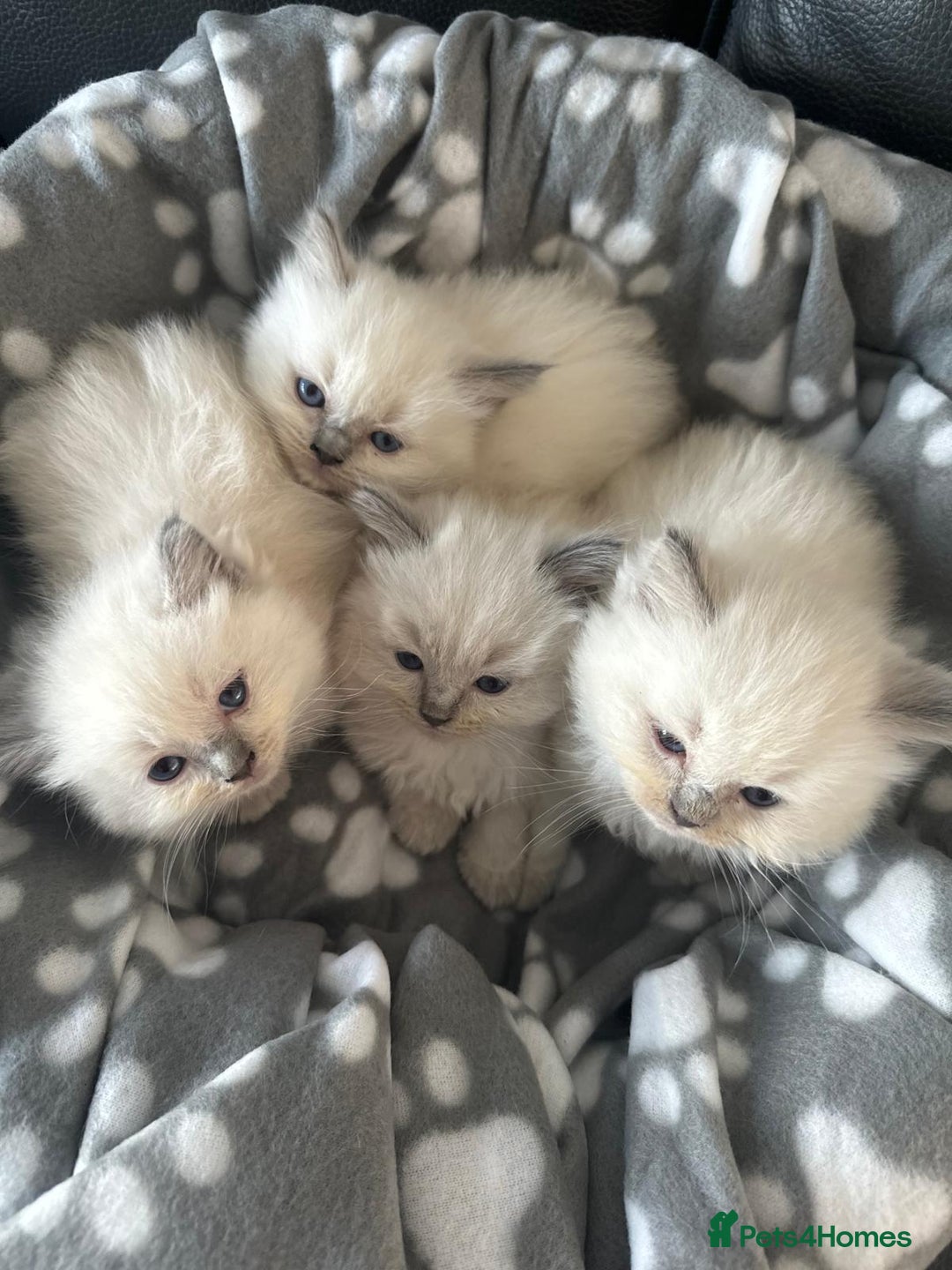 Ragdoll cats for sale: Beautiful Ragdoll kittens  - Image 10