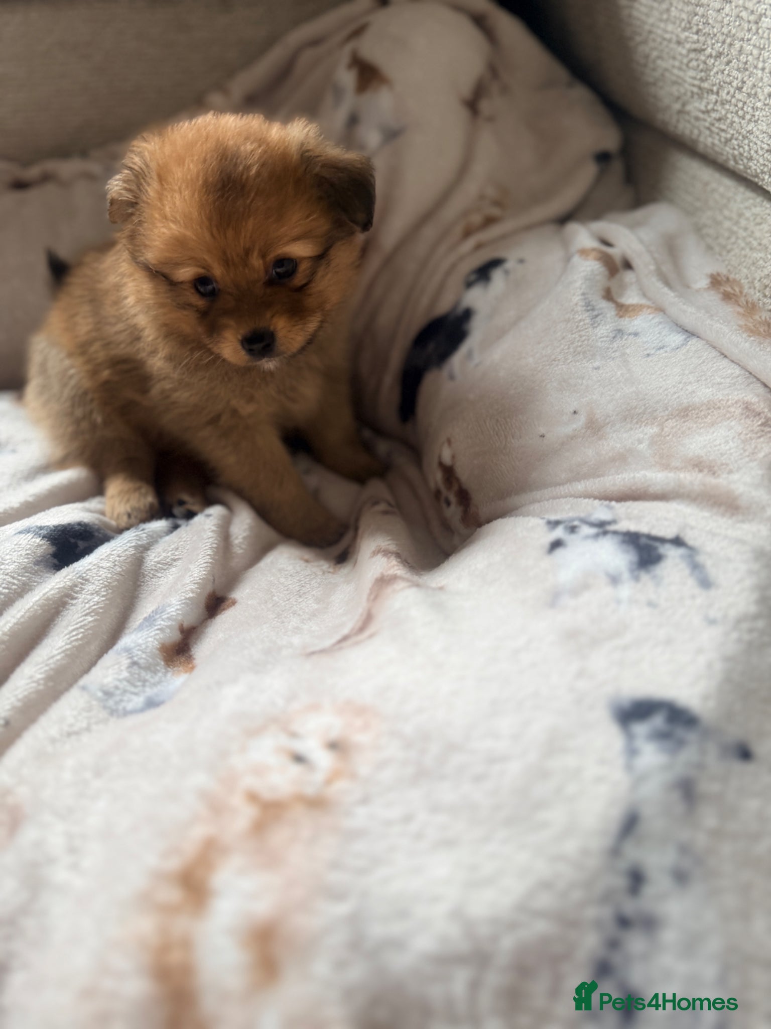 Pomchi dogs 💎 Luxury Teddy Bear Pomeranian Mix Puppies  - Advert 11