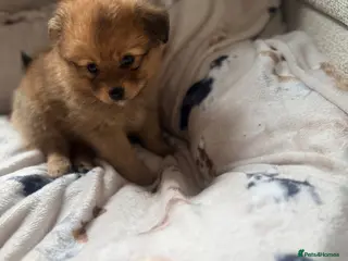 Pomchi dogs 💎 Luxury Teddy Bear Pomeranian Mix Puppies - Advert 11