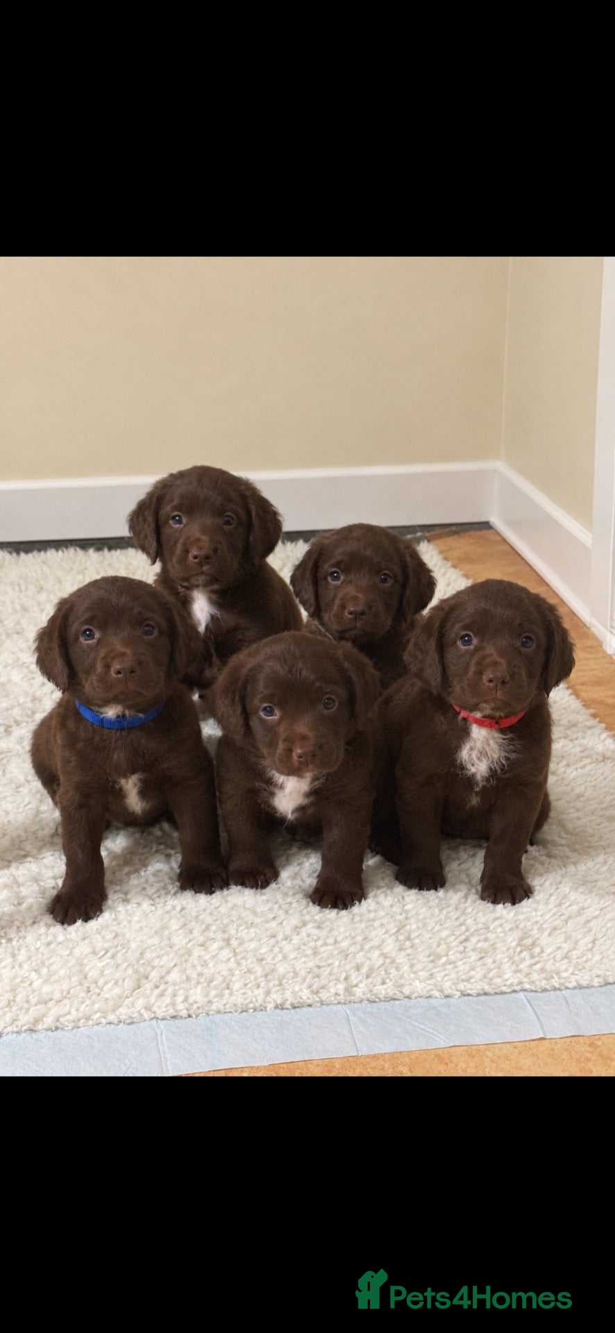Cocker Spaniel dogs for sale: KC Registered Working Cocker Spaniel Puppies - Advert 4