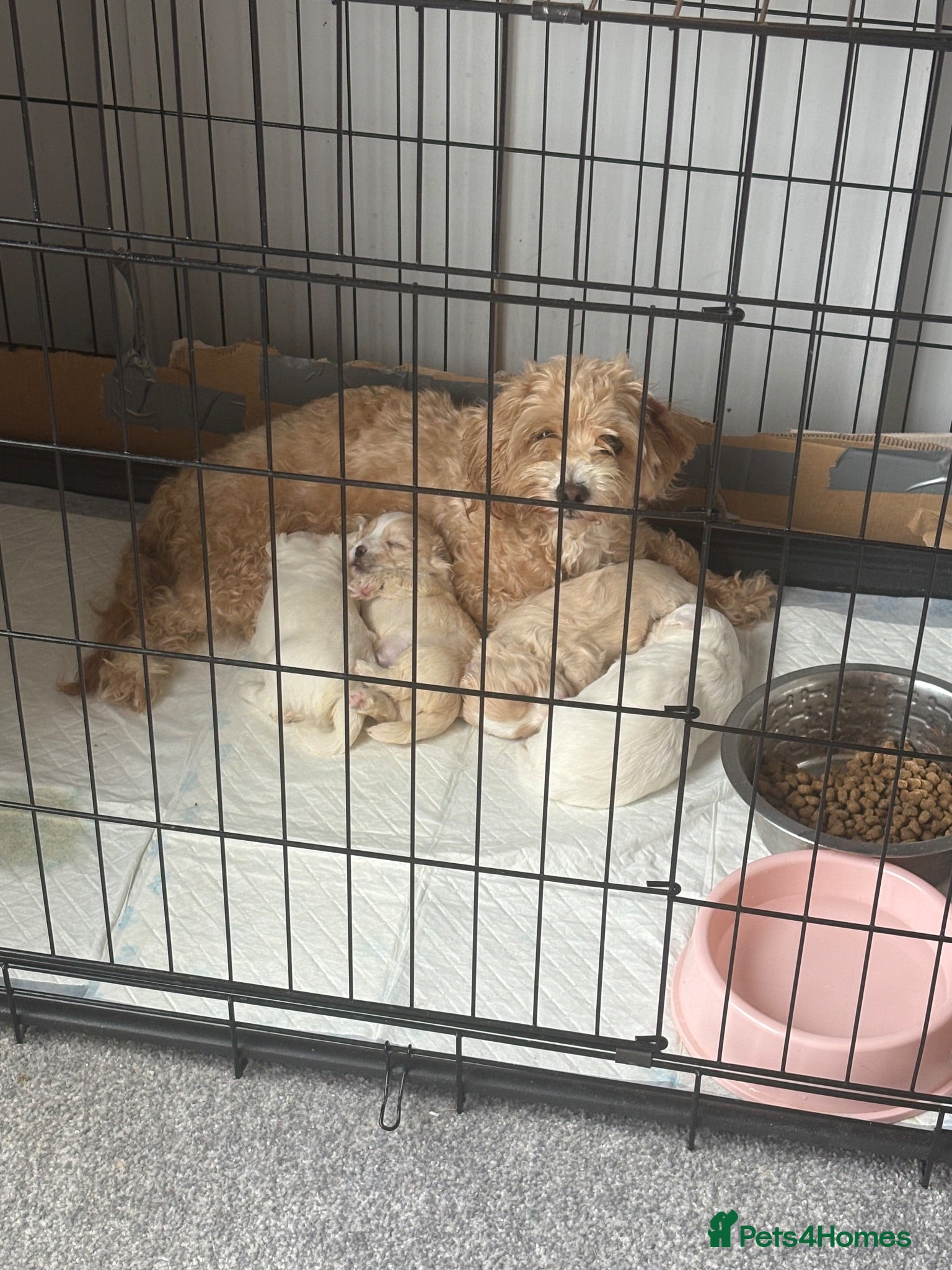 Maltipoo dogs Here we have a stunning littler of maltipoo pups  - Advert 2
