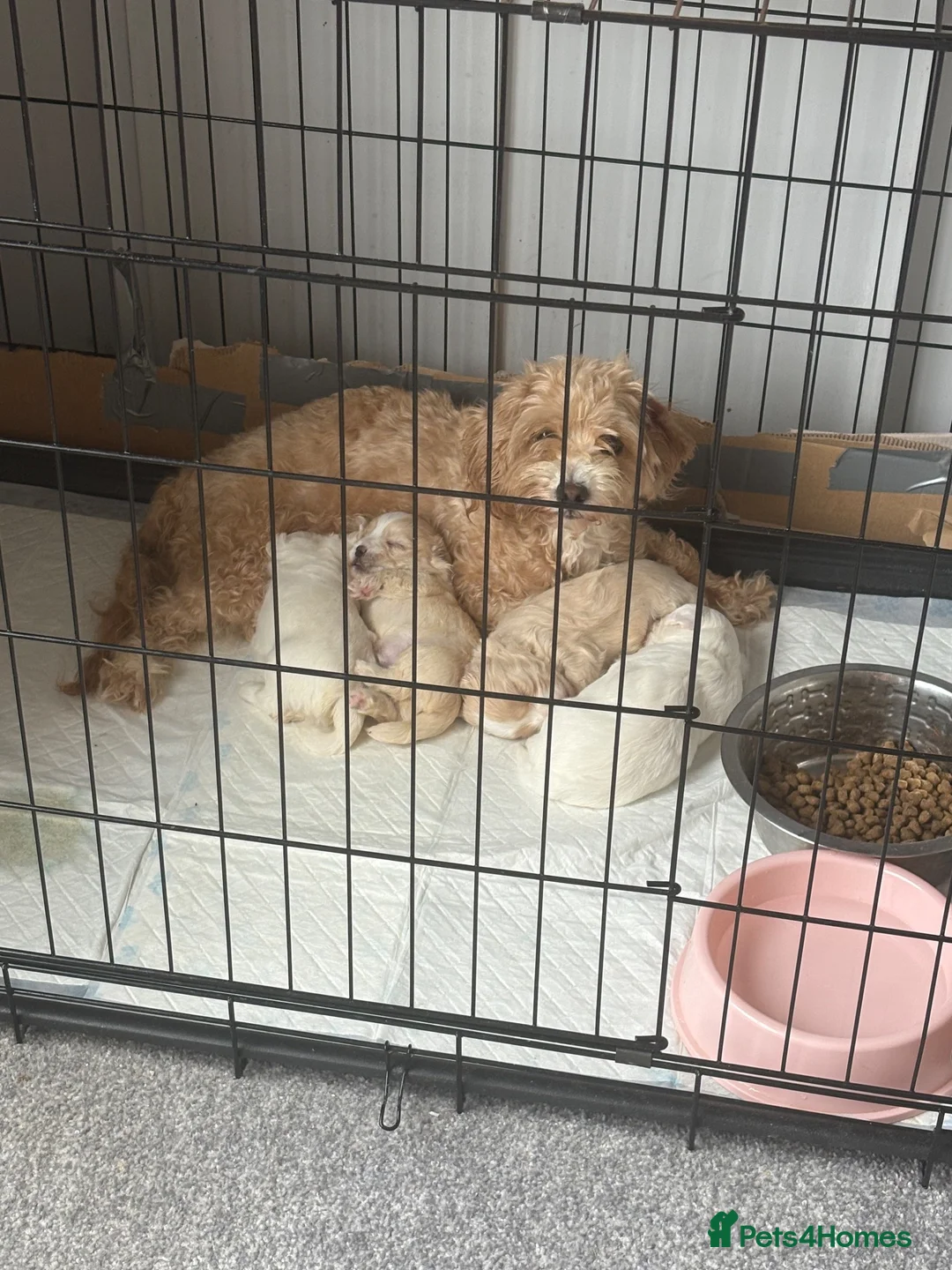 Maltipoo dogs for sale: Here we have a stunning littler of maltipoo pups  in Chipping Norton - Advert 1