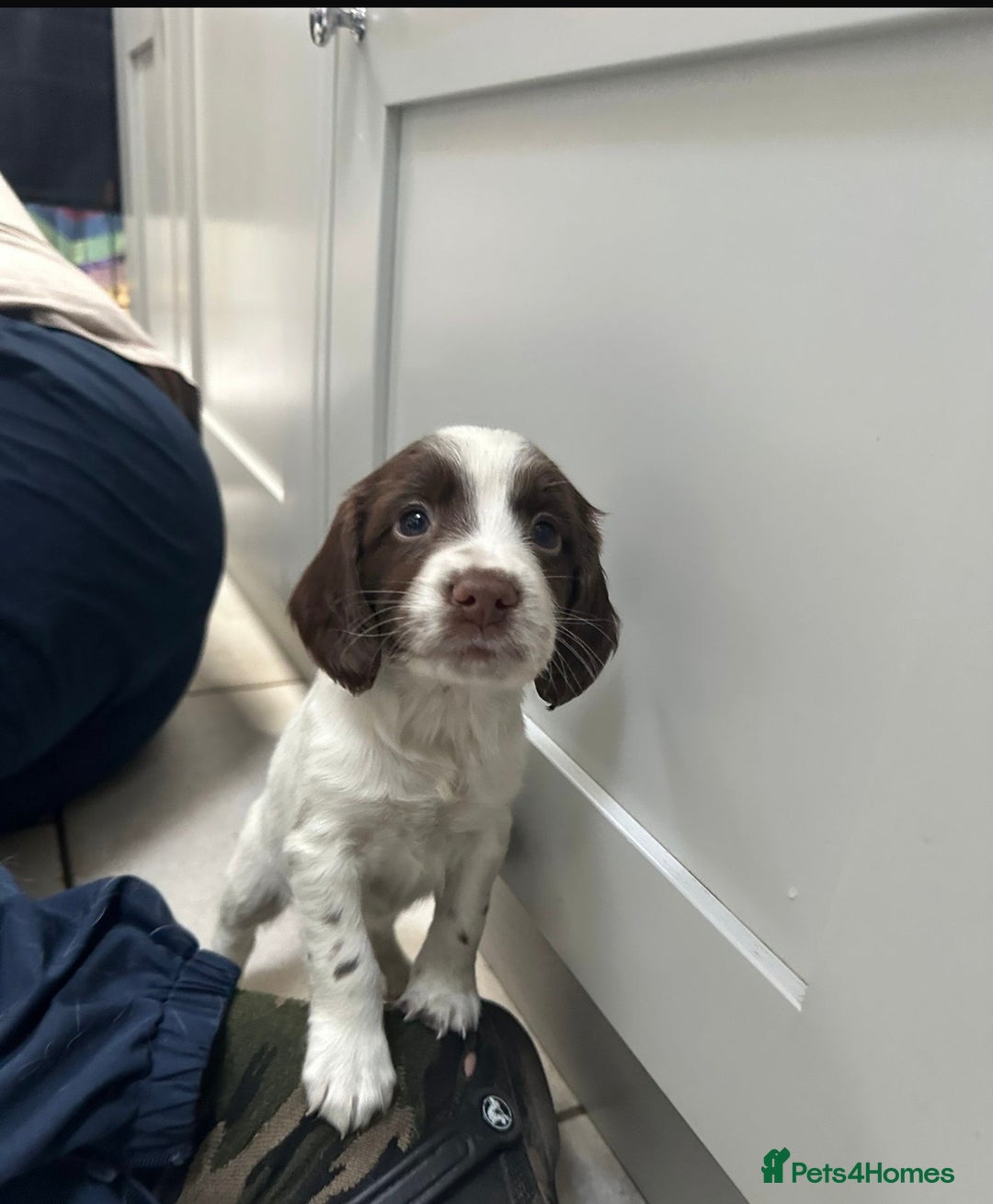 Sprocker dogs for sale: Working Sprocker Spaniels  - Advert 38