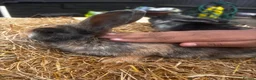 Mixed Breed rabbits for sale: Baby rabbits for sale in Sittingbourne - Advert 6