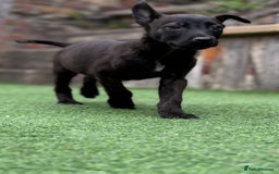 Belgian Shepherd Dog dogs for sale: Belgian malnois x Dutch sheppard puppies - Image 18