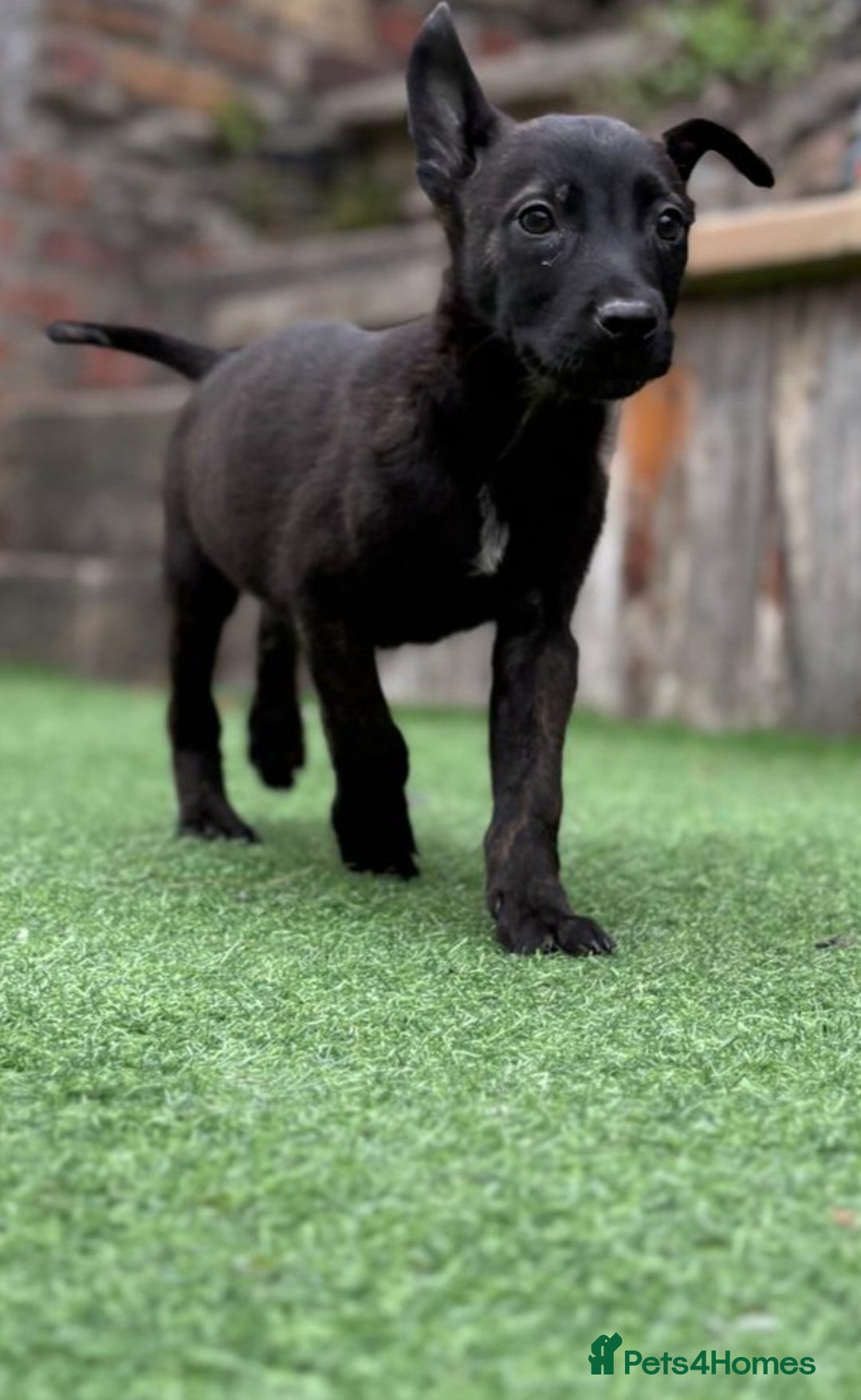 Belgian Shepherd Dog dogs for sale: Belgian malnois x Dutch sheppard puppies - Image 18