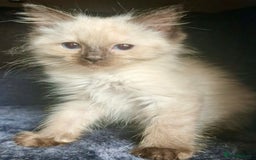 Ragdoll cats for sale:  FIFe Registered Ragdoll Kittens Champion Line - Image 30