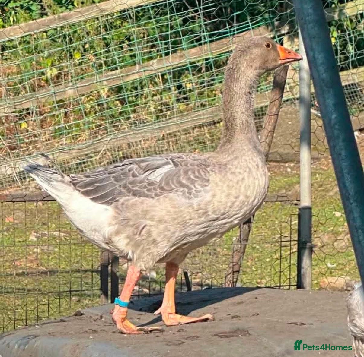 Geese poultry Franconian/Toulouse Ganders - PRICE PER BIRD!! - Advert 1