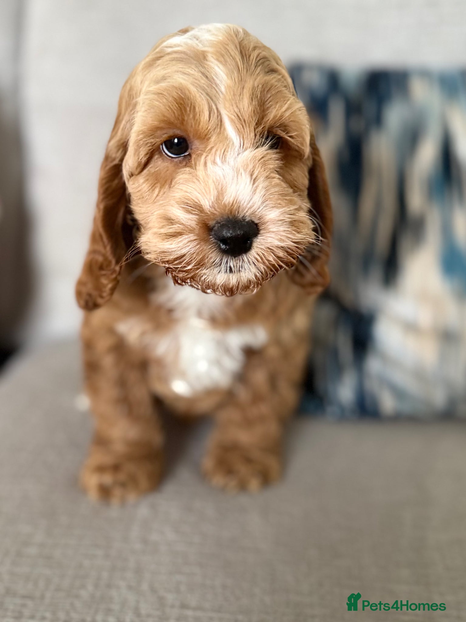 Cockapoo dogs F1 cockapoo puppies ‼️PRICE DROP‼️ - Advert 4