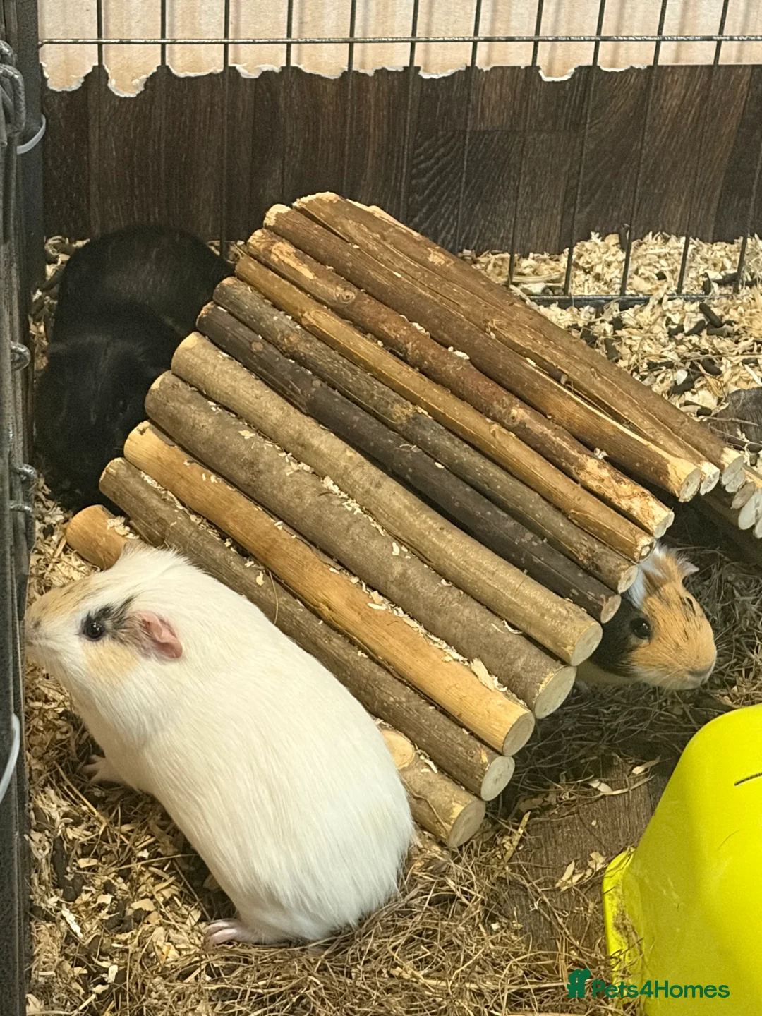 Guinea Pig rodents for sale: 4 male guinea pigs  in Northampton - Advert 4