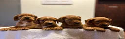 Cocker Spaniel dogs for sale: Kc Fox red, working cocker spaniels pups - Advert 13