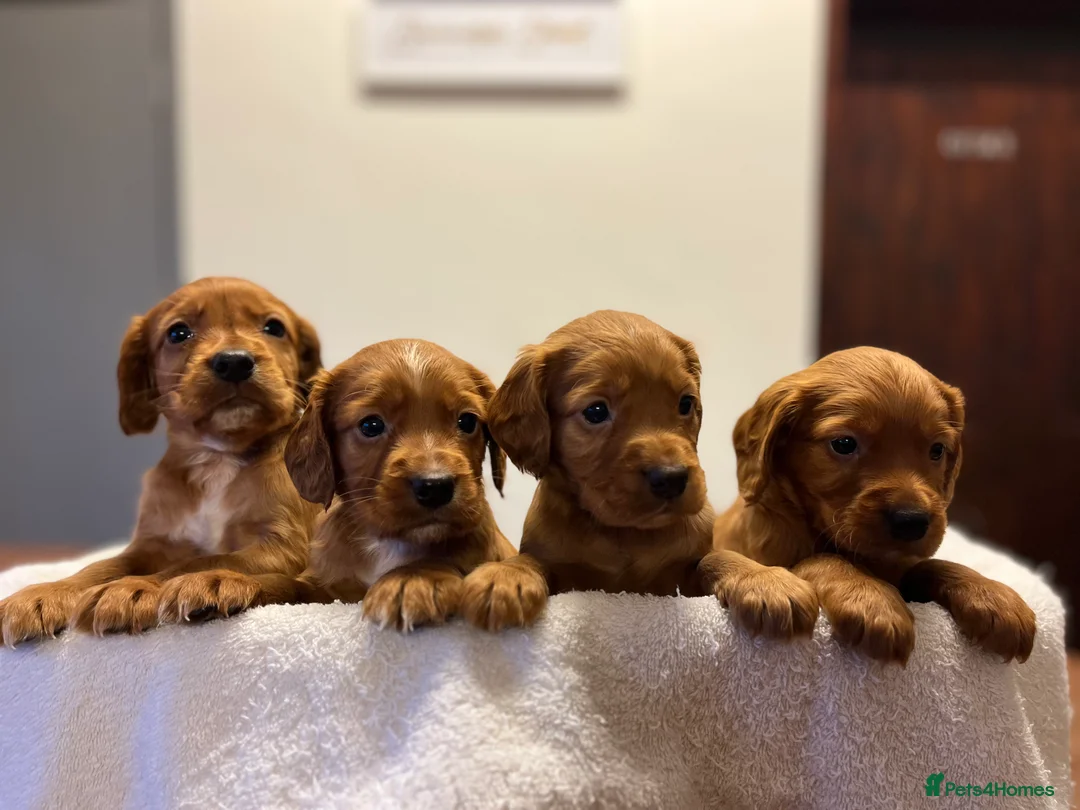 Cocker Spaniel dogs for sale: Kc Fox red, working cocker spaniels pups - Advert 13