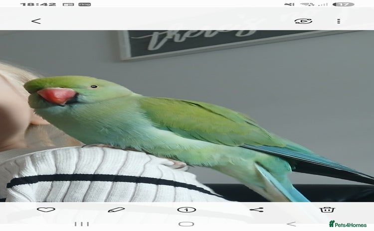Parrots birds - Advert 2