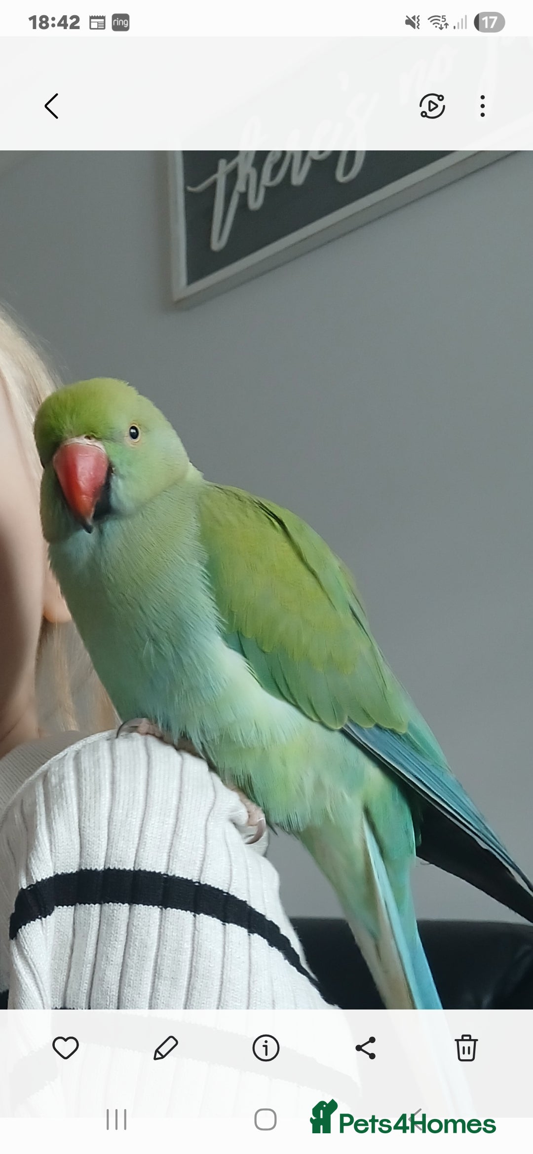 Parrots birds for sale: Indian ring neck  - Image 1