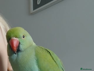 Parrots birds - Advert 18