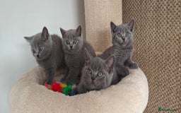 British Shorthair cats for sale: British shorthair blue/lilac kittens  - Image 24