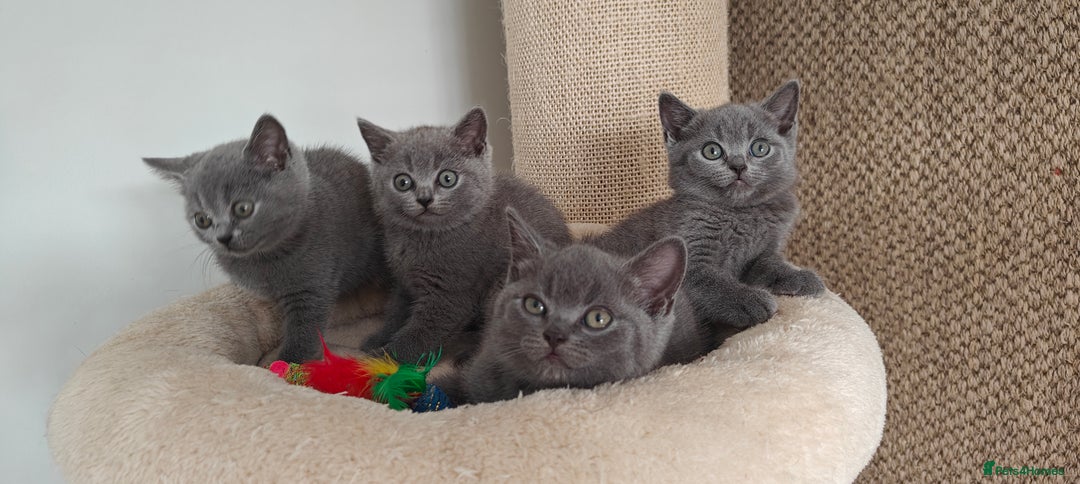 British Shorthair cats for sale: British shorthair blue/lilac kittens  - Image 24