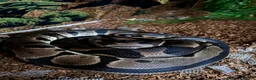 Python Snake reptiles for sale: Royal ball python and set up.  in Hemel Hempstead - Advert 9