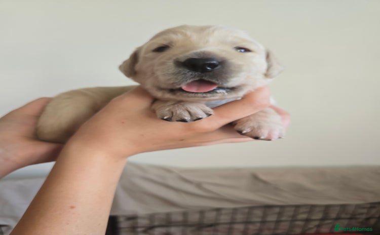 Goldador dogs - Advert 2