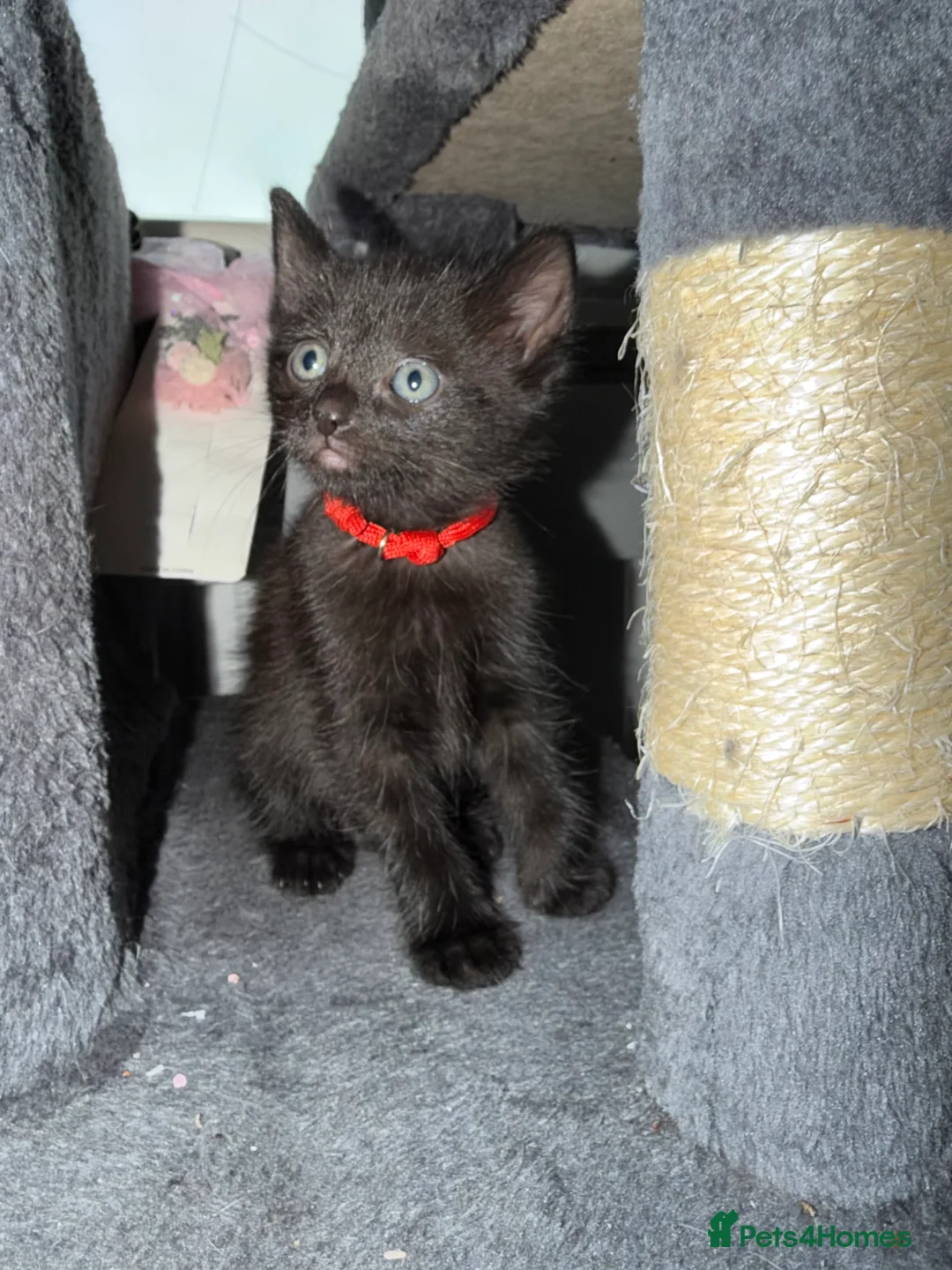 Mixed Breed cats for sale: Four beautiful little black cats  - Advert 5