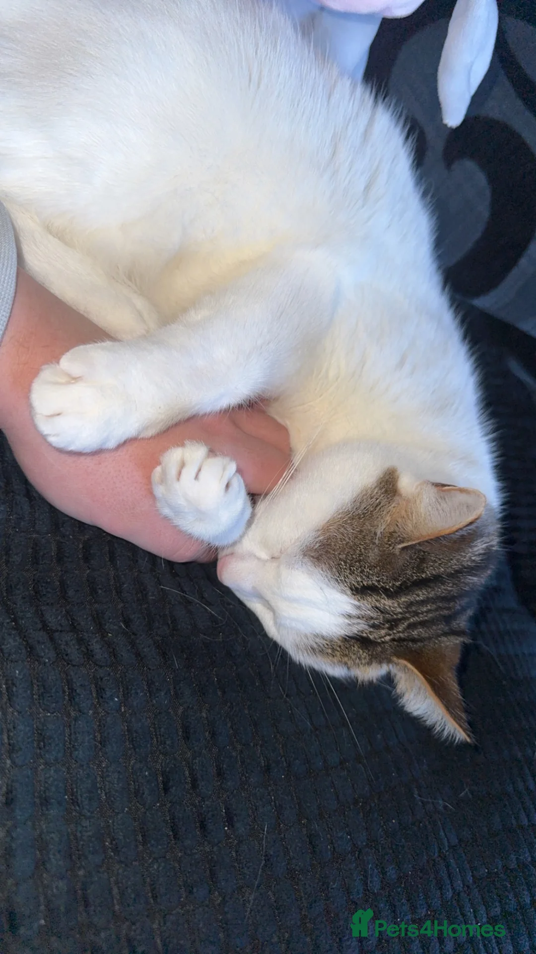 Turkish Van cats for sale: Luna  - Advert 2