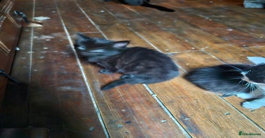 Mixed Breed cats - Advert 7