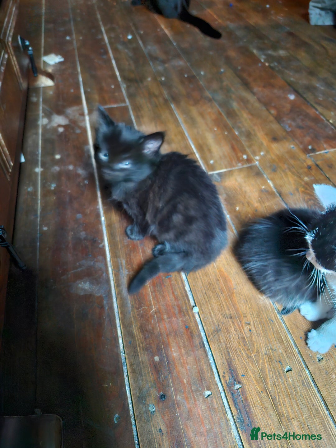 Mixed Breed cats for sale: Kittens  - Image 2