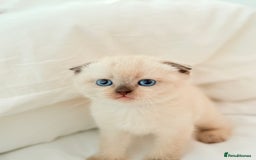 Scottish Fold cats for sale: Half Scottish half British short hair  in London - Image 1