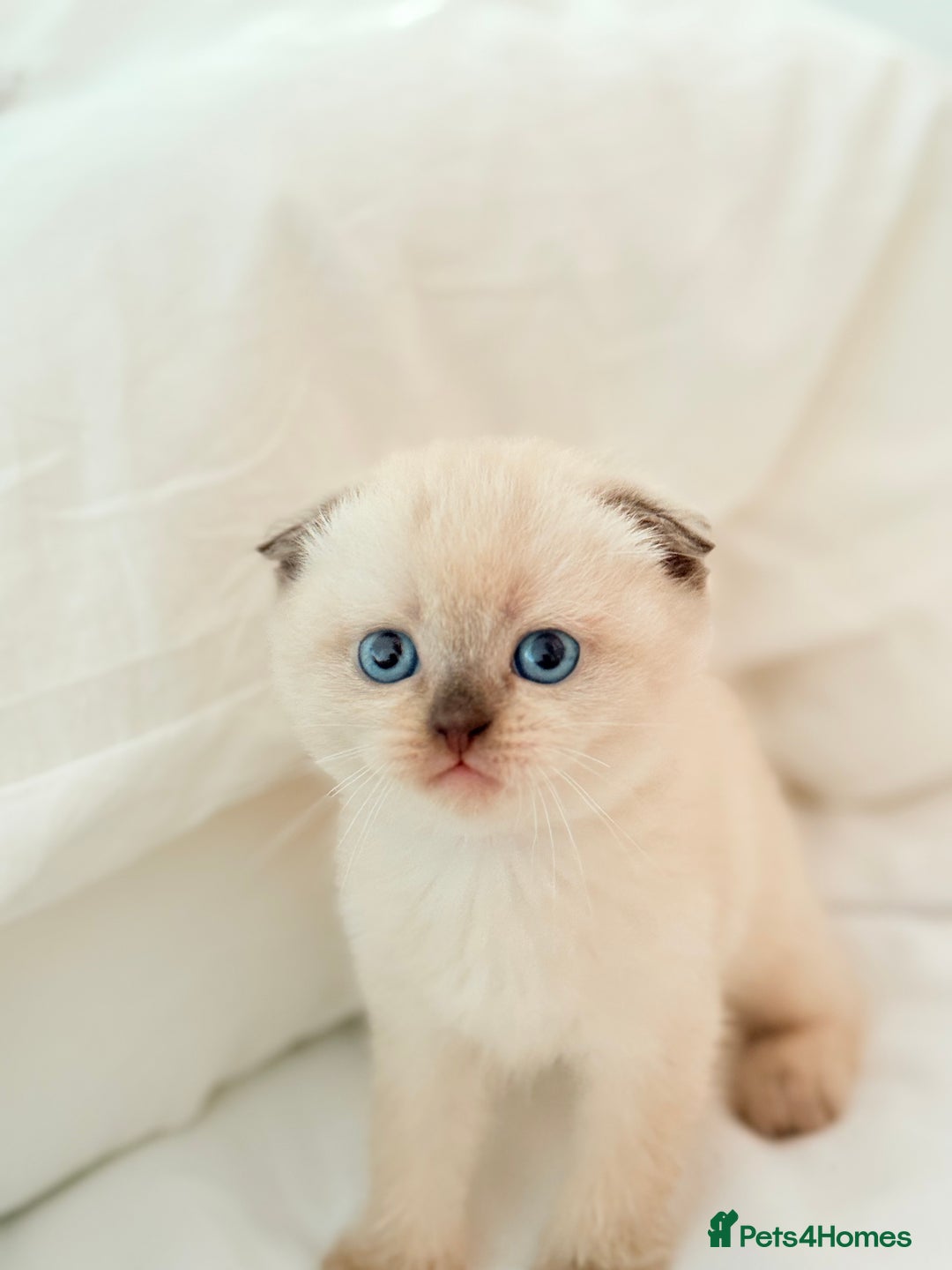 Scottish Fold cats for sale: Half Scottish half British short hair  in London - Image 1
