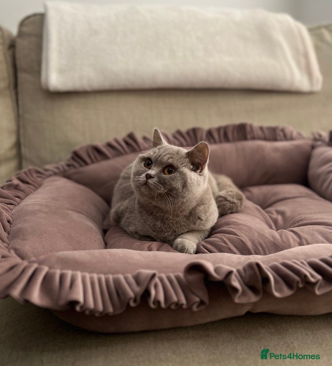British Shorthair cats for sale: Pure Pedigree Lilac British Shorthair Boy - Advert 9