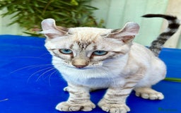 Bengal cats for sale: Stunning rare female  - Image 3