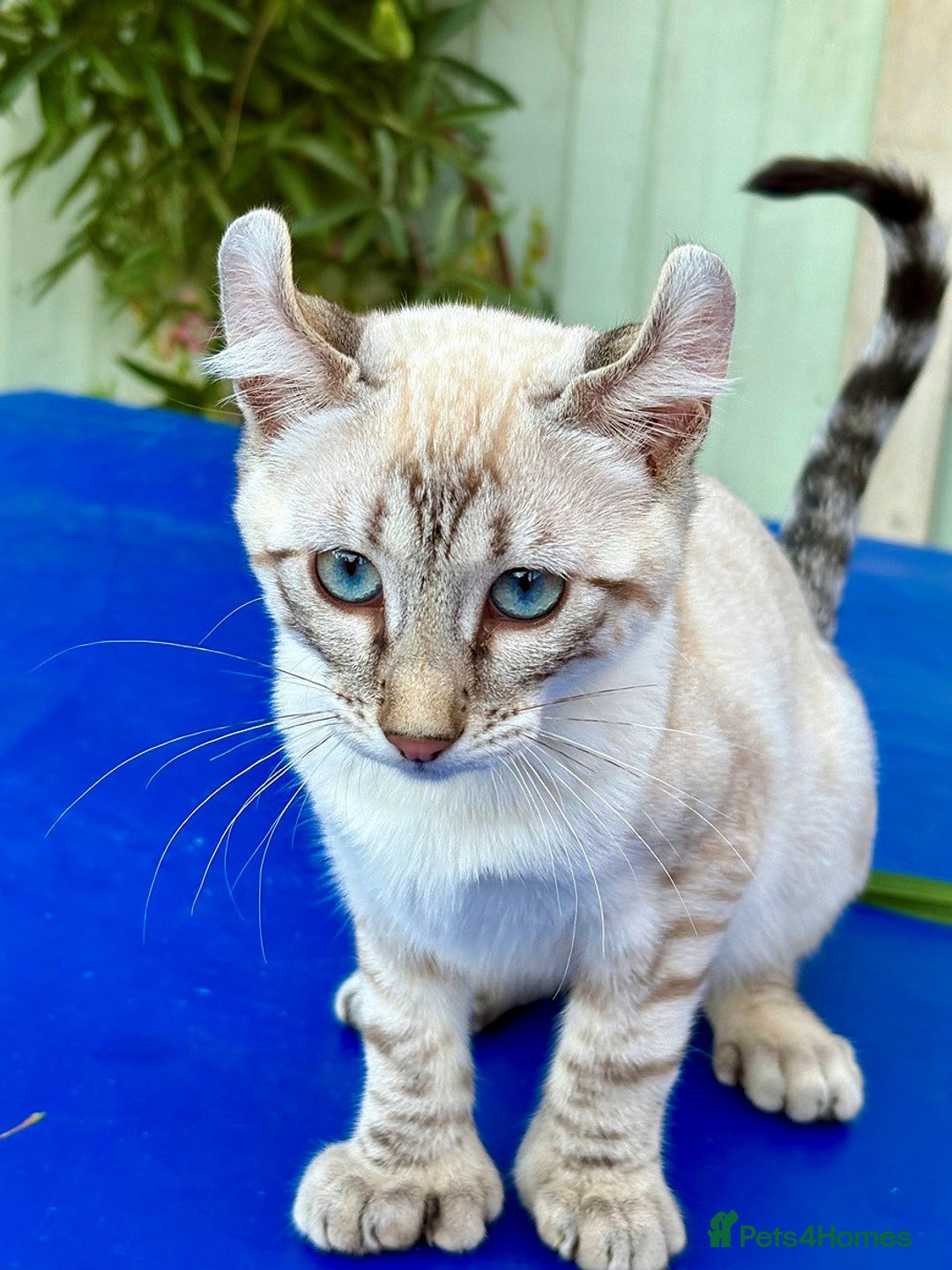Bengal cats for sale: Stunning rare female  - Image 3
