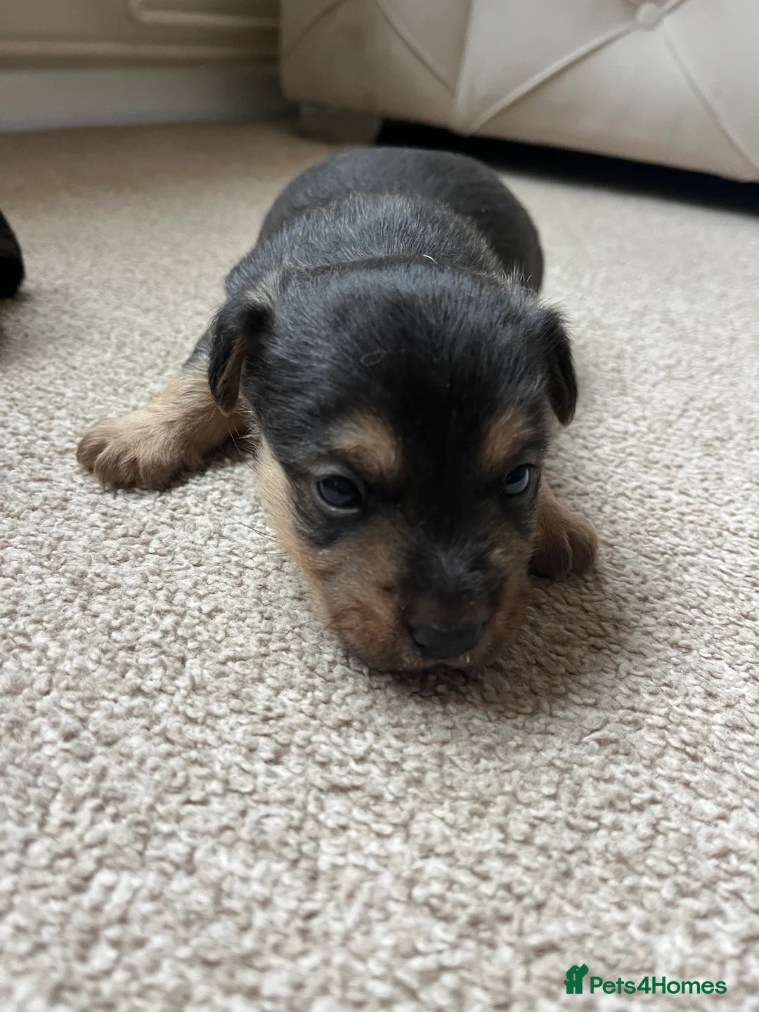 Jack Russell dogs for sale: ❌ sold ❌Jack Russel puppies - Advert 15