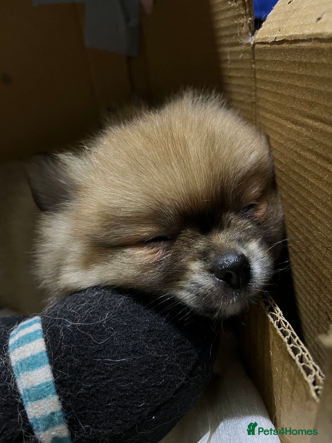 Pomeranian dogs for sale: Pom puppy for sale  - Image 7