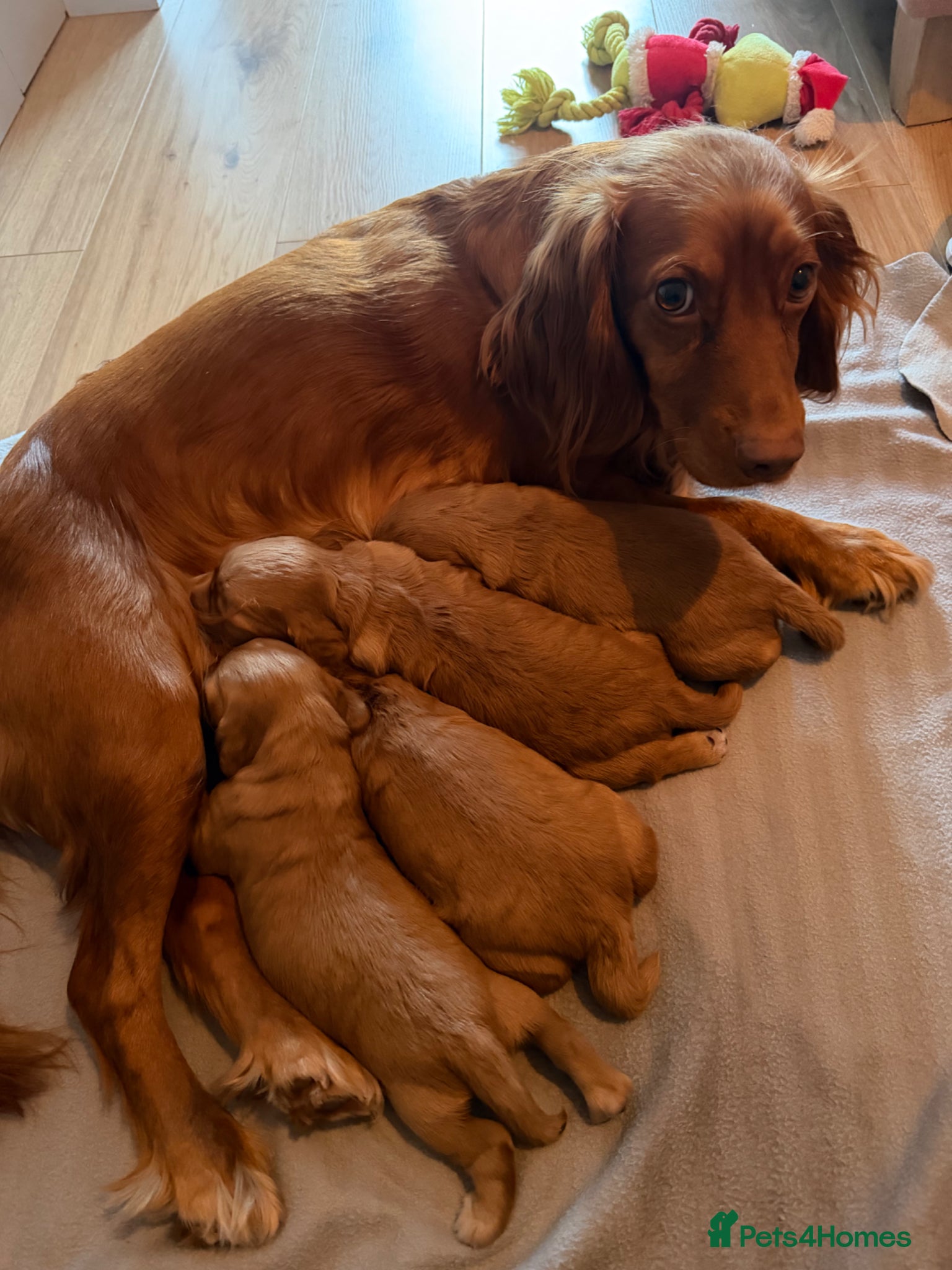 Cocker Spaniel dogs 4 gorgeous Cocker Spaniel Pups Looking for Homes - Advert 4