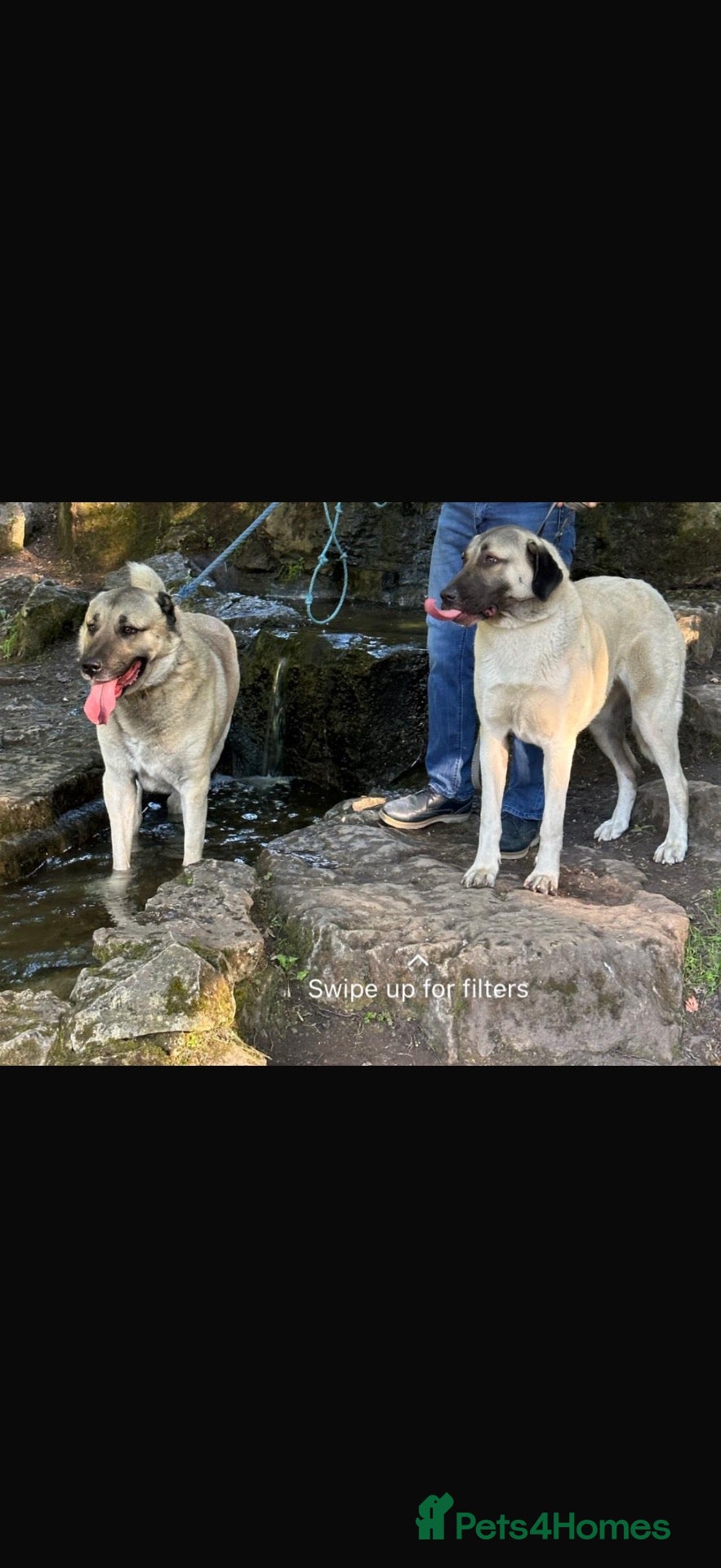 Turkish Kangal dogs Wolf the Turkish kangal - Advert 3