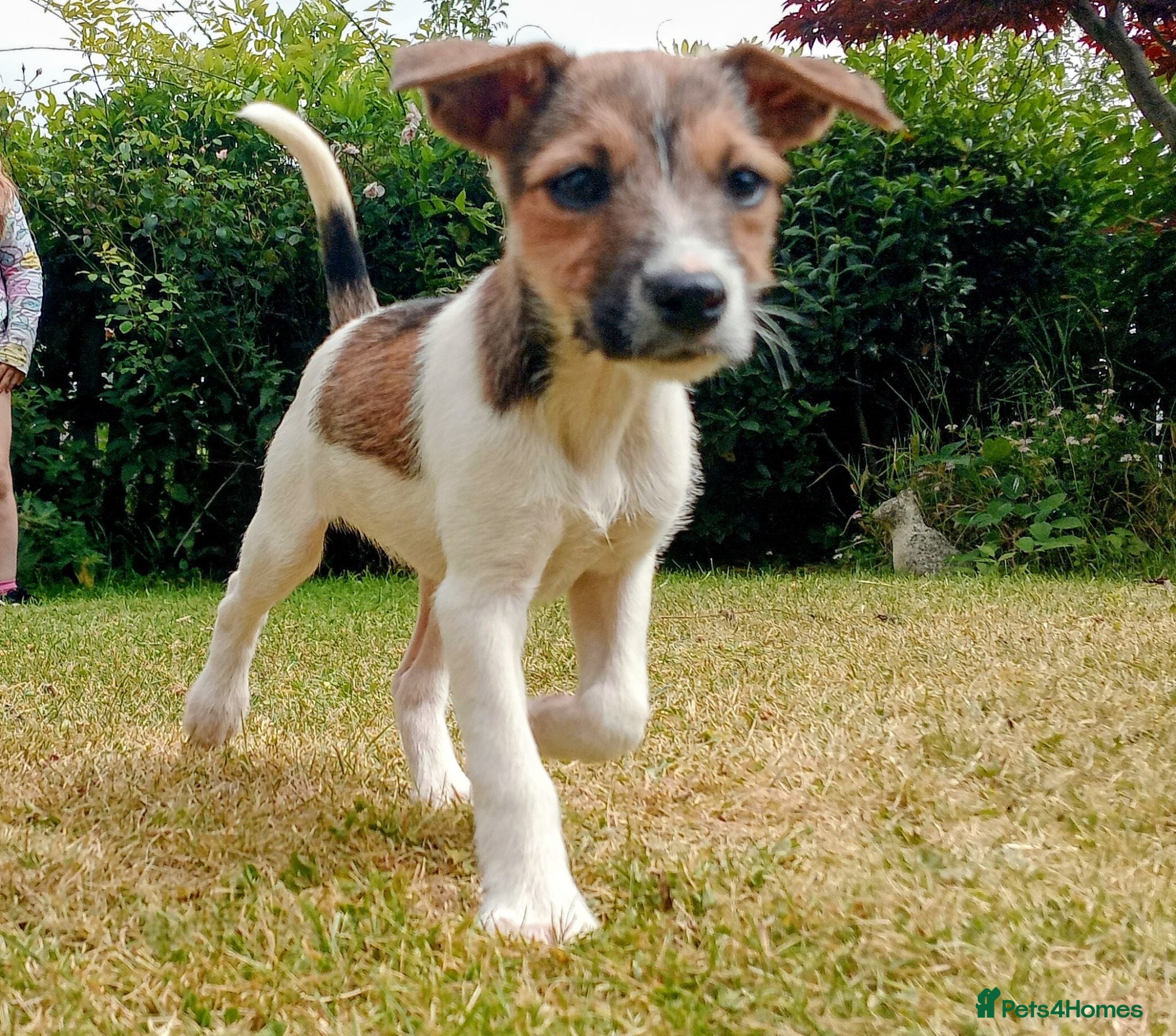 Jack Russell dogs Working Jack Russell Puppies  - Advert 2