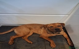 Mixed Breed dogs for sale: Rottweiler/Mastiff  - Advert 2